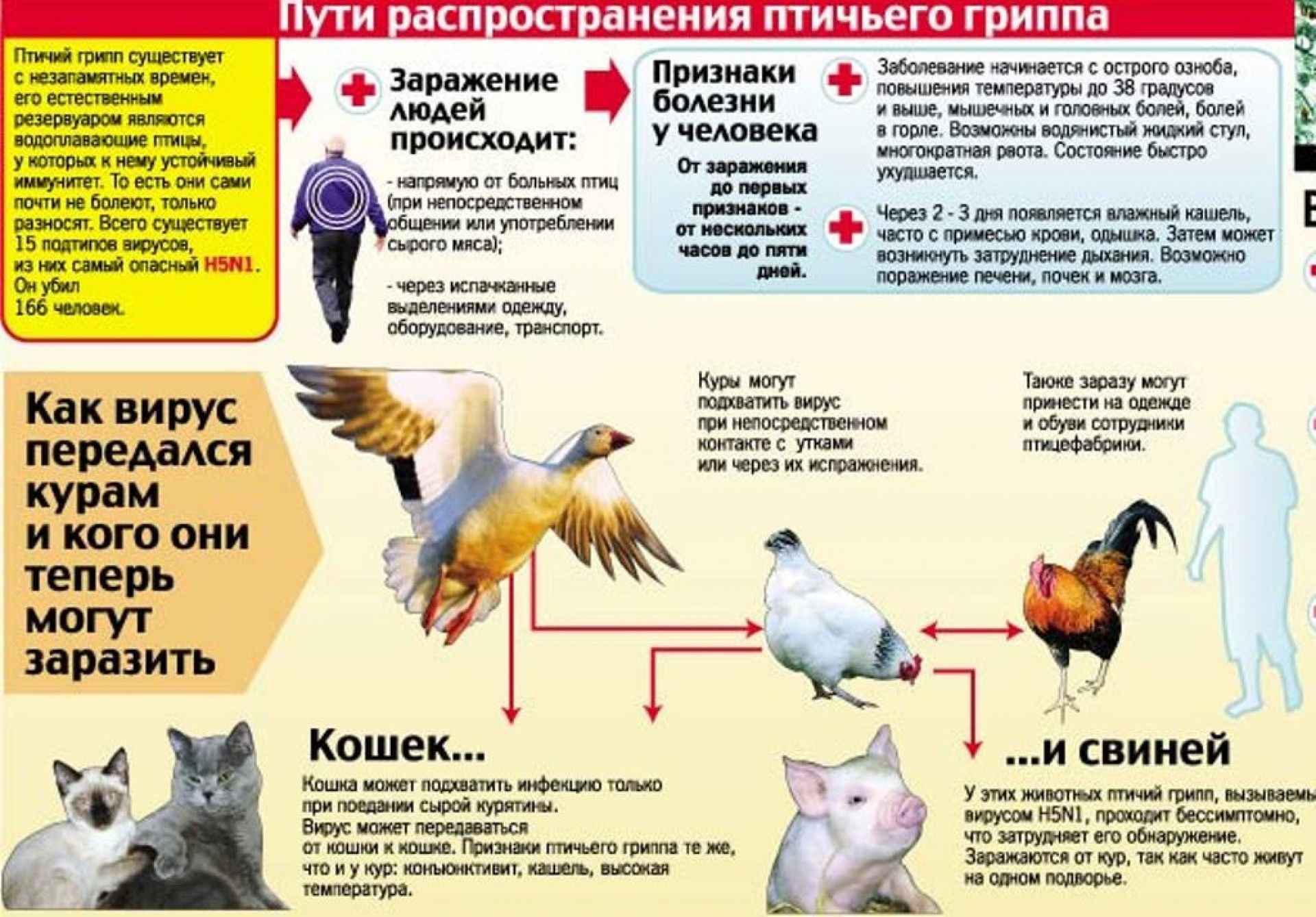 Грипп птиц