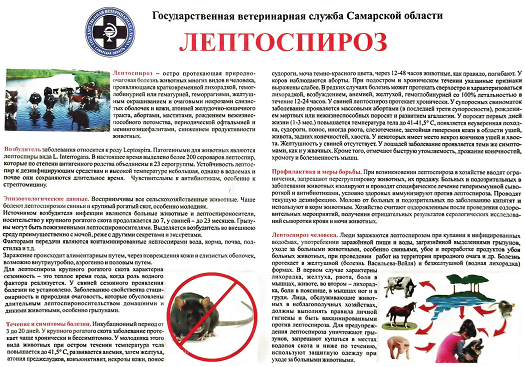 лептоспироз.памятка