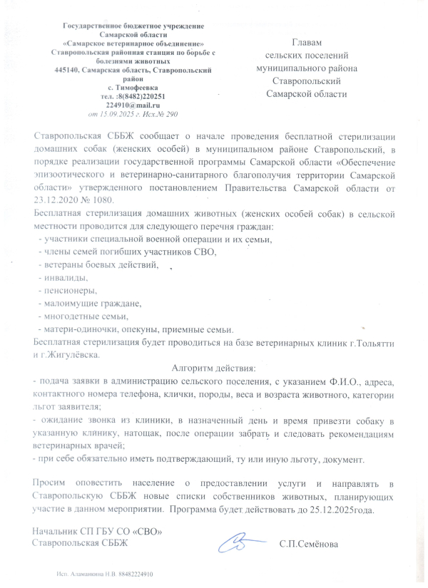 О стерилизации домашних собак