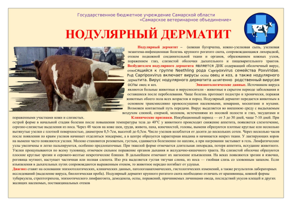 Нодулярный дерматит